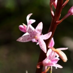 Dipodium roseum (Rosy Hyacinth Orchid) at Wingecarribee Local Government Area - 26 Nov 2020 by Snowflake