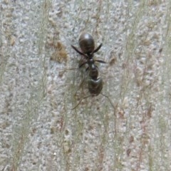 Anonychomyrma sp. (genus) (Black Cocktail Ant) at Cotter River, ACT - 26 Nov 2020 by Christine