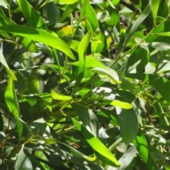 Acacia melanoxylon (Blackwood) at Cotter River, ACT - 26 Nov 2020 by Christine