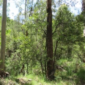 Acacia melanoxylon at Cotter River, ACT - 26 Nov 2020