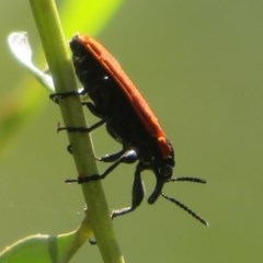 Rhinotia haemoptera (Lycid-mimic belid weevil, Slender Red Weevil) at Cotter River, ACT - 26 Nov 2020 by Christine