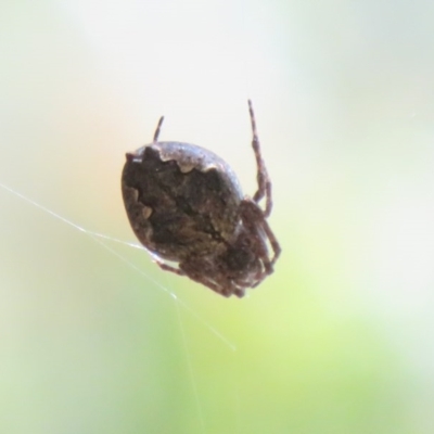 Araneinae (subfamily) (Orb weaver) at Cotter River, ACT - 26 Nov 2020 by Christine