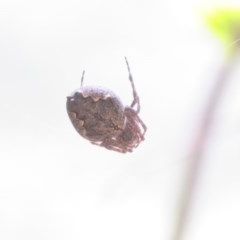 Araneinae (subfamily) at Cotter River, ACT - 26 Nov 2020