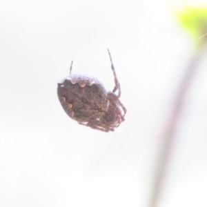 Araneinae (subfamily) at Cotter River, ACT - 26 Nov 2020