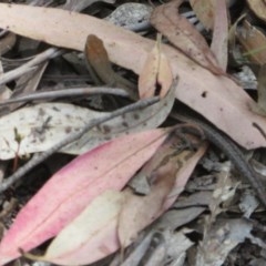 Lampropholis guichenoti (Common Garden Skink) at Cotter River, ACT - 26 Nov 2020 by Christine