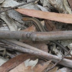 Lampropholis guichenoti at Cotter River, ACT - 26 Nov 2020