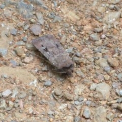 Agrotis infusa (Bogong Moth, Common Cutworm) at Cotter River, ACT - 26 Nov 2020 by Christine