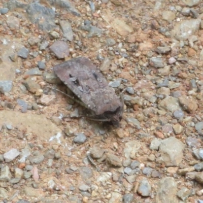 Agrotis infusa (Bogong Moth, Common Cutworm) at Cotter River, ACT - 26 Nov 2020 by Christine