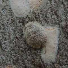 Eriococcidae sp. on Eucalyptus blakelyi (Felted scale on Eucalyptus blakelyi) at Pollinator-friendly garden Conder - 24 Nov 2020 by michaelb