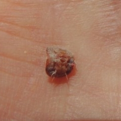 Eriococcidae sp. on Eucalyptus blakelyi at Conder, ACT - 25 Nov 2020