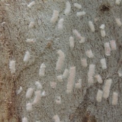 Eriococcidae sp. on Eucalyptus blakelyi at Conder, ACT - 25 Nov 2020