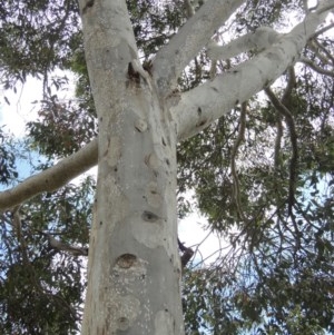 Eriococcidae sp. on Eucalyptus blakelyi at Conder, ACT - 25 Nov 2020