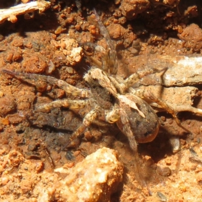 Venatrix sp. (genus) at Namadgi National Park - 25 Nov 2020 by Christine