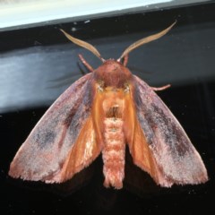 Cryptophasa rubescens (A Timber Moth) at Ainslie, ACT - 25 Nov 2020 by jbromilow50