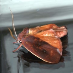 Cryptophasa rubescens at Ainslie, ACT - 25 Nov 2020