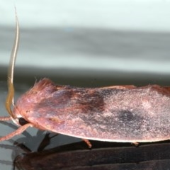 Cryptophasa rubescens at Ainslie, ACT - 25 Nov 2020 11:00 AM