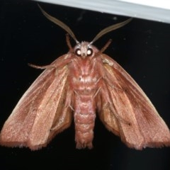 Cryptophasa rubescens at Ainslie, ACT - 25 Nov 2020