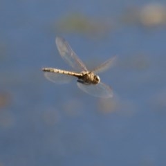 Hemicordulia tau (Tau Emerald) at Albury - 26 Nov 2020 by KylieWaldon