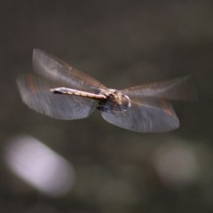 Hemicordulia tau at Albury - 26 Nov 2020 07:45 PM