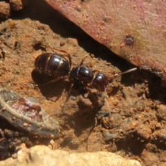 Formicidae (family) (Unidentified ant) at Cotter River, ACT - 25 Nov 2020 by Christine