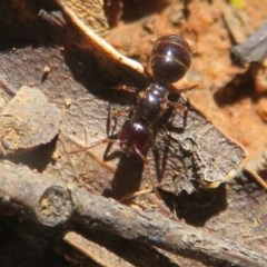 Melophorus sp. (genus) at Cotter River, ACT - 25 Nov 2020 11:23 PM