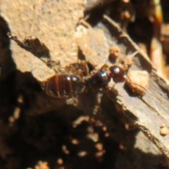 Melophorus sp. (genus) at Cotter River, ACT - 25 Nov 2020 11:23 PM