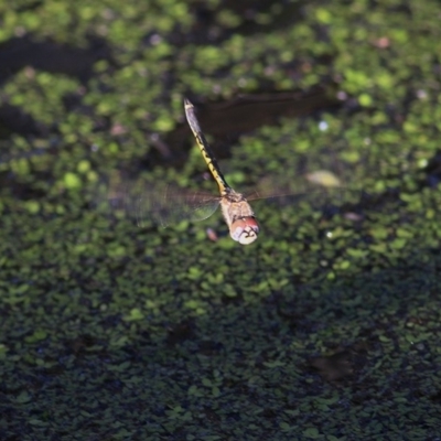 Hemicordulia tau (Tau Emerald) at Wonga Wetlands - 26 Nov 2020 by Kyliegw