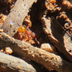 Meranoplus sp. (genus) (Shield Ant) at Cotter River, ACT - 25 Nov 2020 by Christine