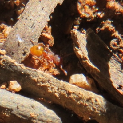 Meranoplus sp. (genus) (Shield Ant) at Cotter River, ACT - 25 Nov 2020 by Christine