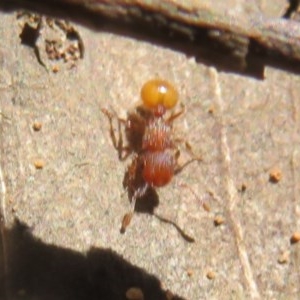 Meranoplus sp. (genus) at Cotter River, ACT - 25 Nov 2020 11:22 PM