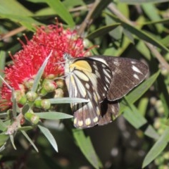 Belenois java (Caper White) at Conder, ACT - 14 Nov 2020 by MichaelBedingfield