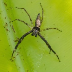 Helpis minitabunda (Threatening jumping spider) at Acton, ACT - 25 Nov 2020 by WHall