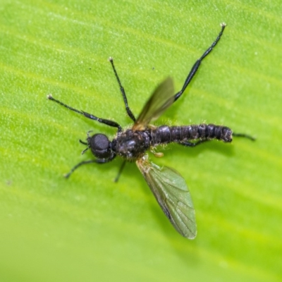 Bibionidae (family) (Bibionid fly) at Acton, ACT - 24 Nov 2020 by WHall