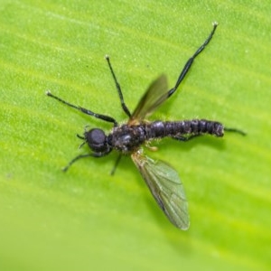 Bibionidae sp. (family) at Acton, ACT - 24 Nov 2020