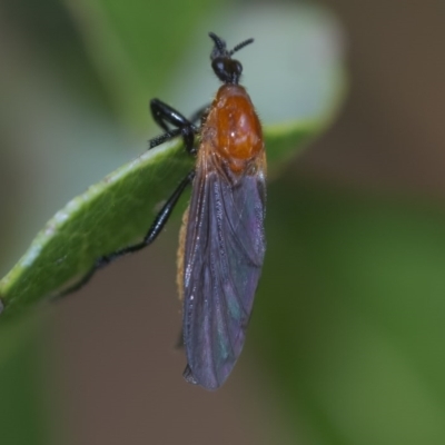 Bibio imitator (Garden maggot) at ANBG - 24 Nov 2020 by WHall