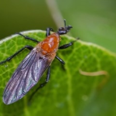 Bibio imitator at Acton, ACT - 25 Nov 2020