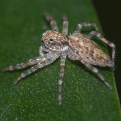 Helpis minitabunda (Threatening jumping spider) at Acton, ACT - 25 Nov 2020 by WHall