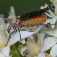 Bibio imitator (Garden maggot) at Acton, ACT - 25 Nov 2020 by WHall