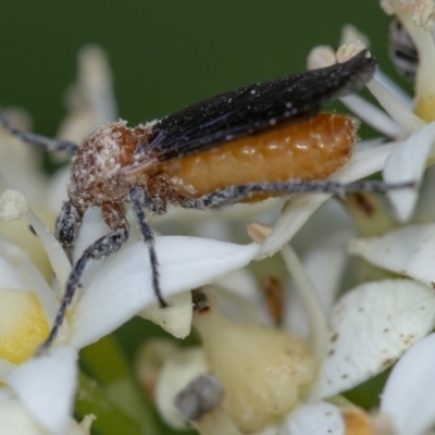 Bibio imitator (Garden maggot) at ANBG - 24 Nov 2020 by WHall