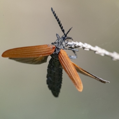 Porrostoma rhipidium (Long-nosed Lycid (Net-winged) beetle) at ANBG - 24 Nov 2020 by WHall
