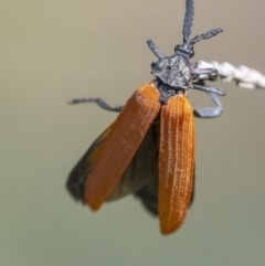 Porrostoma rhipidium at Acton, ACT - 25 Nov 2020