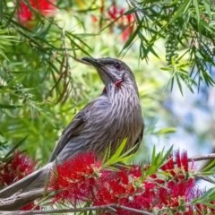 Anthochaera carunculata (Red Wattlebird) at Acton, ACT - 25 Nov 2020 by WHall