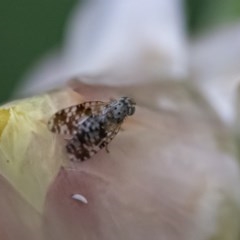 Tephritidae sp. (family) (Unidentified Fruit or Seed fly) at ANBG - 24 Nov 2020 by WHall