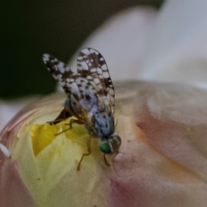 Tephritidae sp. (family) at Acton, ACT - 25 Nov 2020