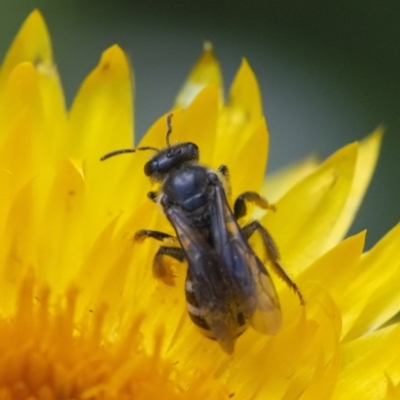 Lasioglossum (Chilalictus) sp. (genus & subgenus) (Halictid bee) at ANBG - 24 Nov 2020 by WHall