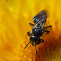 Lasioglossum (Chilalictus) sp. (genus & subgenus) at Acton, ACT - 25 Nov 2020 03:59 AM