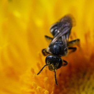 Lasioglossum (Chilalictus) sp. (genus & subgenus) at Acton, ACT - 25 Nov 2020 03:59 AM