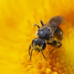 Lasioglossum (Chilalictus) sp. (genus & subgenus) at Acton, ACT - 25 Nov 2020