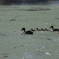 Anas gracilis (Grey Teal) at Albury - 26 Nov 2020 by Kyliegw