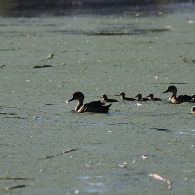 Anas gracilis (Grey Teal) at Albury - 26 Nov 2020 by Kyliegw